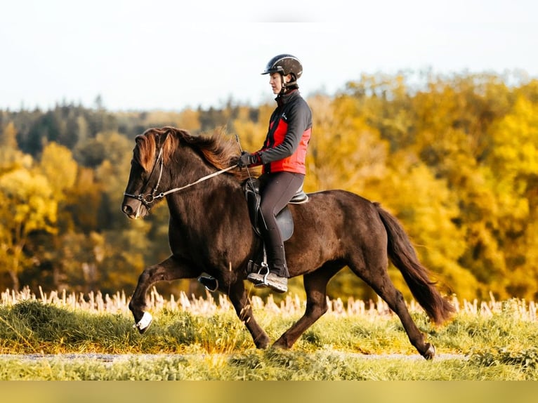 Islandais Jument 16 Ans 142 cm Noir in Taufkirchen an der Trattnach