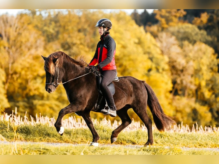 Islandais Jument 16 Ans 142 cm Noir in Taufkirchen an der Trattnach