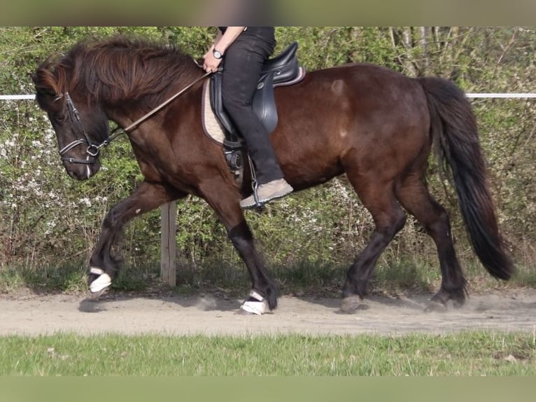Islandais Jument 16 Ans 143 cm Noir in Schmelz