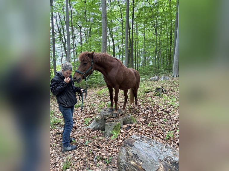 Islandais Jument 16 Ans 146 cm Alezan in Gleichen