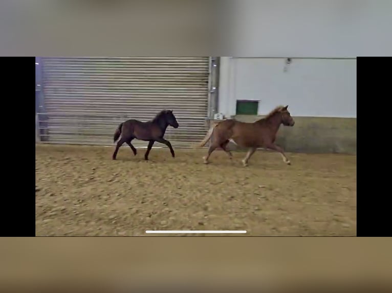 Islandais Jument 17 Ans 130 cm Alezan in Hellenthal