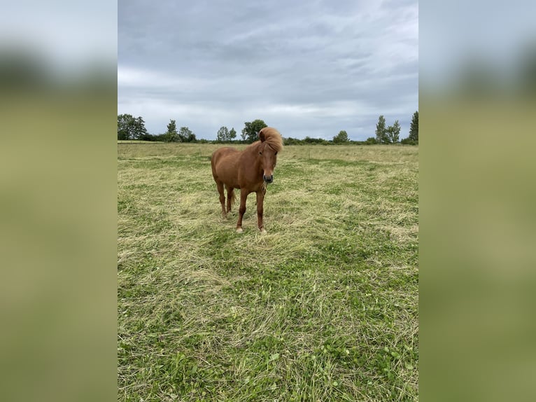 Islandais Jument 17 Ans 130 cm Alezan in Hellenthal