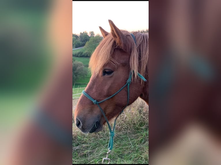 Islandais Jument 17 Ans 133 cm Alezan in G&#xF6;ppingen