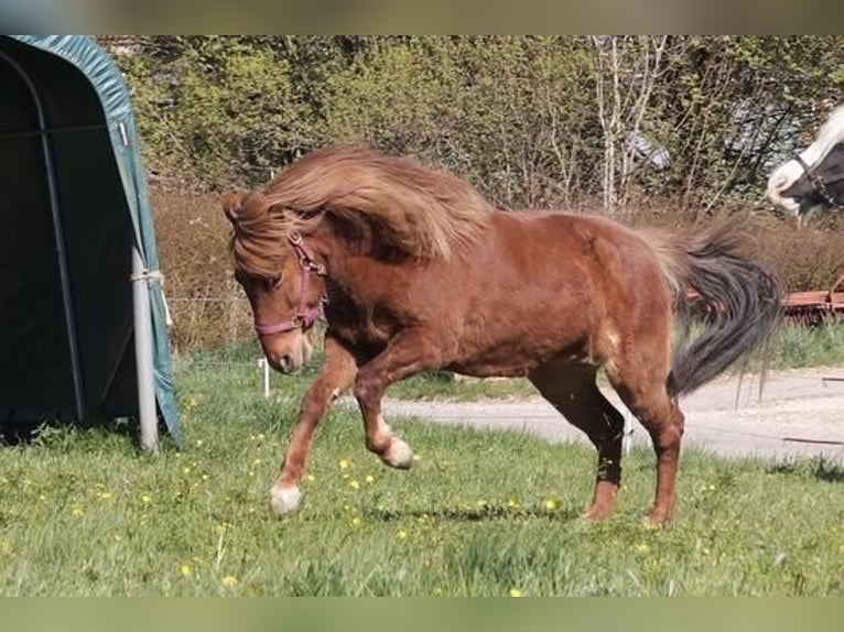 Islandais Jument 17 Ans 133 cm Alezan in G&#xF6;ppingen