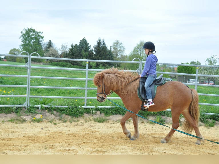 Islandais Jument 17 Ans 135 cm Alezan in Eisenberg