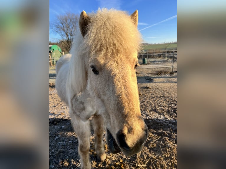 Islandais Jument 17 Ans 138 cm Palomino in Grebenstein