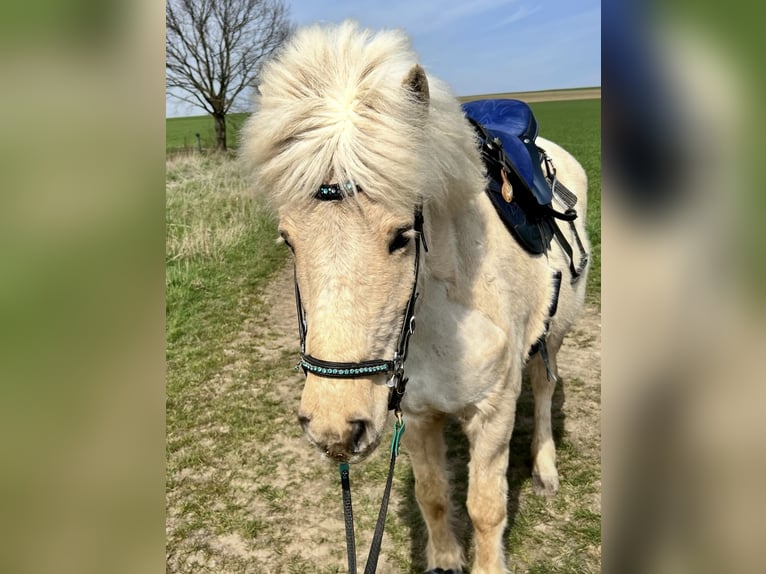 Islandais Jument 17 Ans 138 cm Palomino in Grebenstein