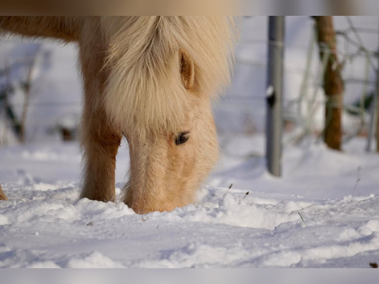Islandais Jument 17 Ans 138 cm Palomino in Grebenstein