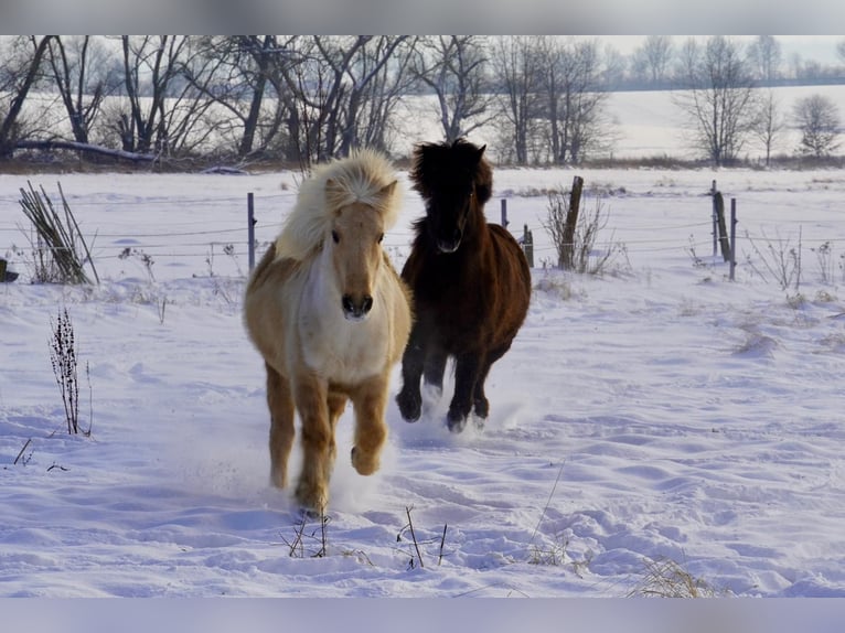 Islandais Jument 17 Ans 138 cm Palomino in Grebenstein