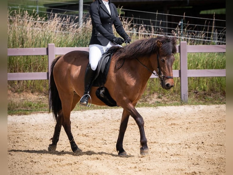 Islandais Jument 17 Ans 139 cm Bai in Oberraden