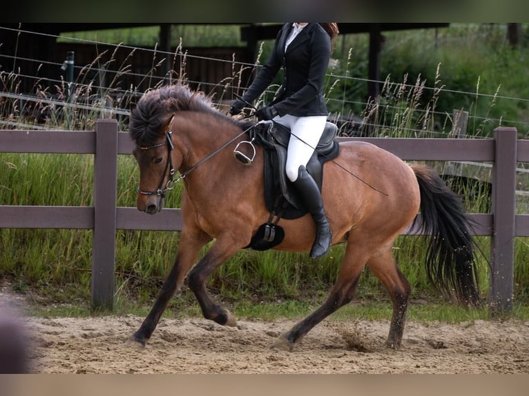 Islandais Jument 17 Ans 139 cm Bai in Oberraden