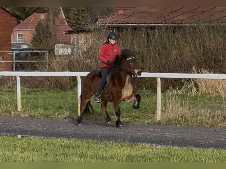 Islandais Jument 17 Ans 140 cm Bai in Lengerich