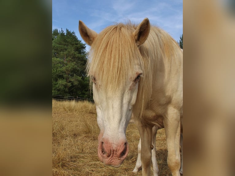 Islandais Jument 17 Ans 140 cm Perlino in Saarland