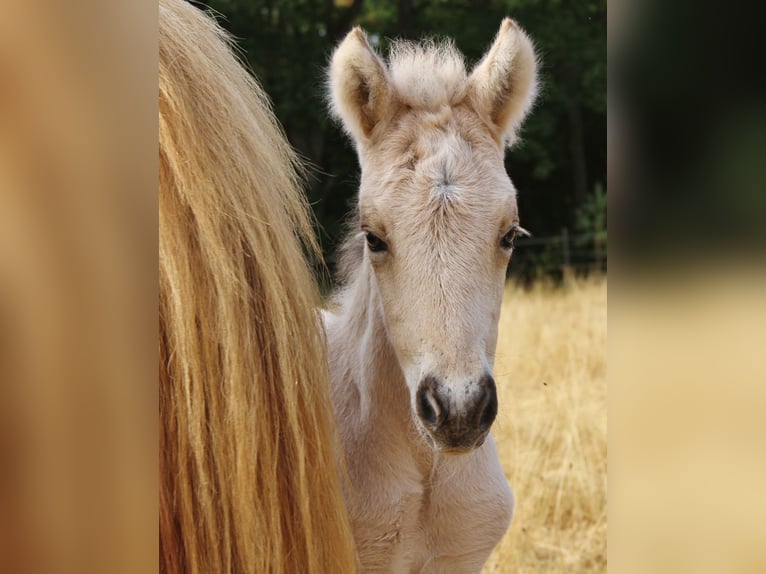 Islandais Jument 17 Ans 140 cm Perlino in Saarland
