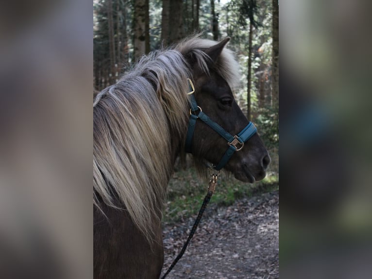 Islandais Jument 17 Ans 143 cm  in Owingen