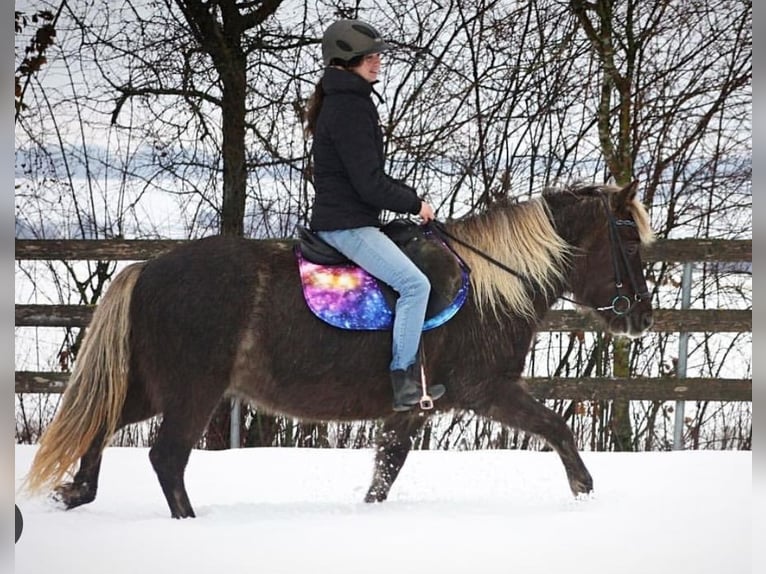 Islandais Jument 17 Ans 143 cm  in Owingen