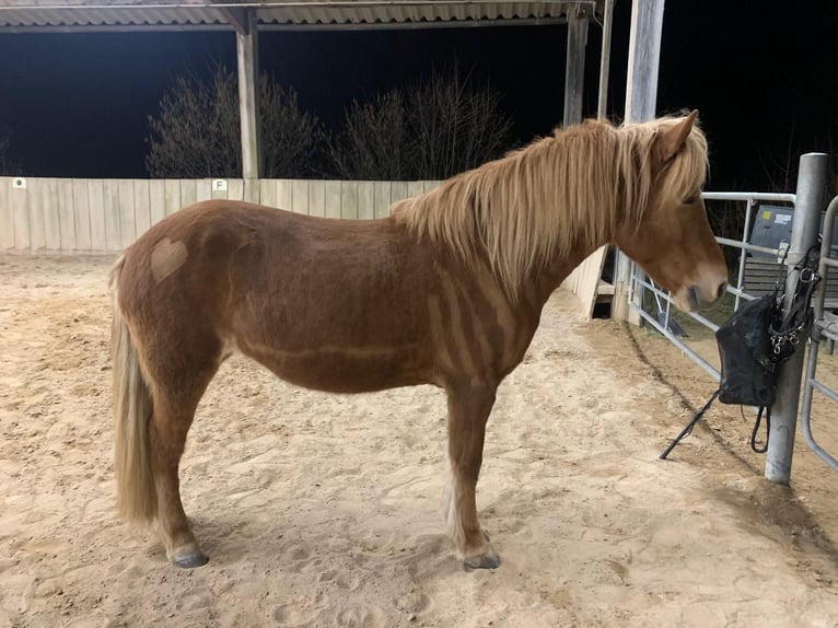 Islandais Jument 17 Ans Alezan in Weissach