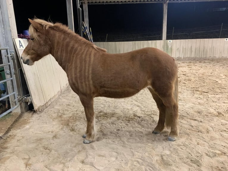 Islandais Jument 17 Ans Alezan in Weissach