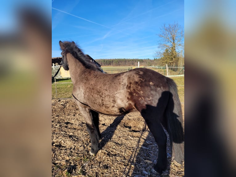 Islandais Jument 18 Ans 135 cm Noir in Eltmann