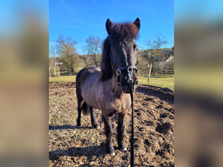 Islandais Jument 18 Ans 135 cm Noir in Eltmann