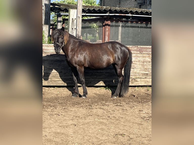 Islandais Jument 18 Ans 135 cm Noir in Trebbin