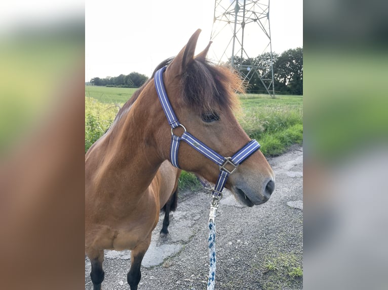 Islandais Croisé Jument 19 Ans 120 cm Bai in Schermbeck