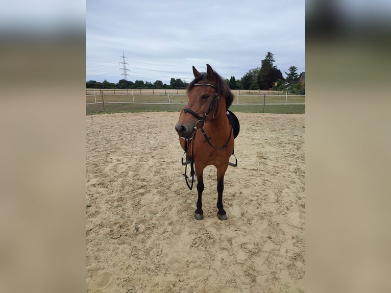 Islandais Croisé Jument 19 Ans 120 cm Bai in Schermbeck