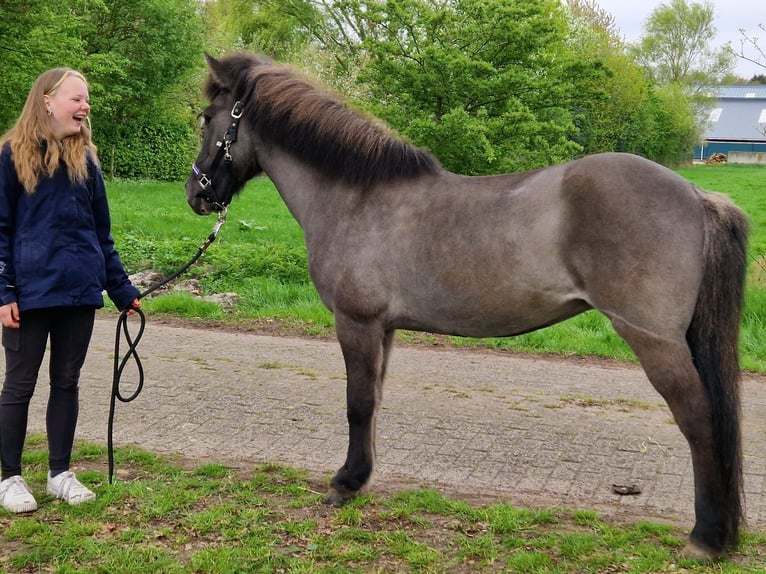 Islandais Jument 19 Ans 135 cm Noir in Eagum