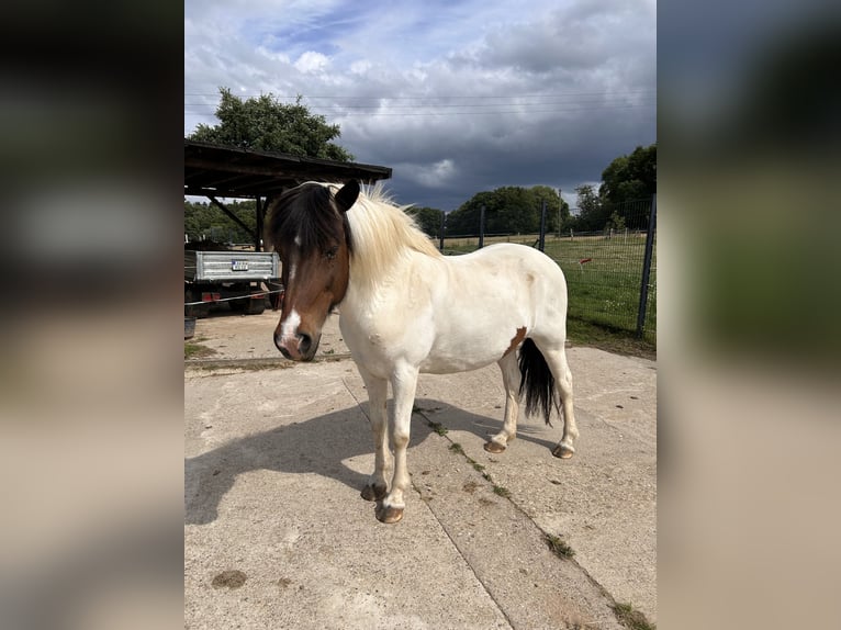 Islandais Jument 19 Ans 139 cm Pinto in WeyerbuschMehren