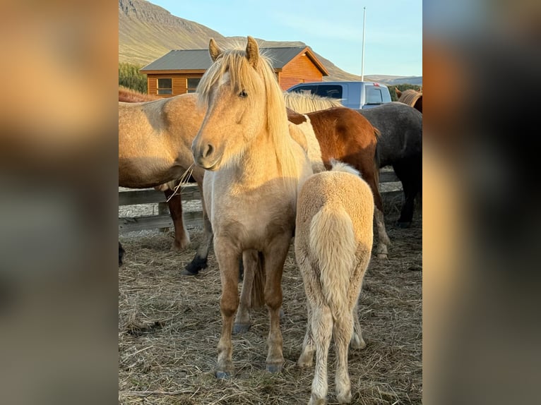 Islandais Jument 1 Année 138 cm Palomino in Blönduós