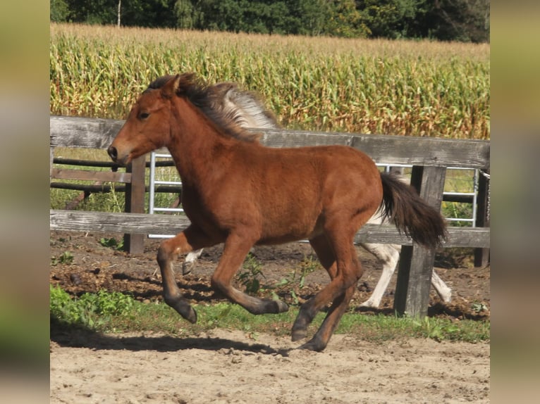 Islandais Jument 1 Année 140 cm Bai in Winterswijk Kotten