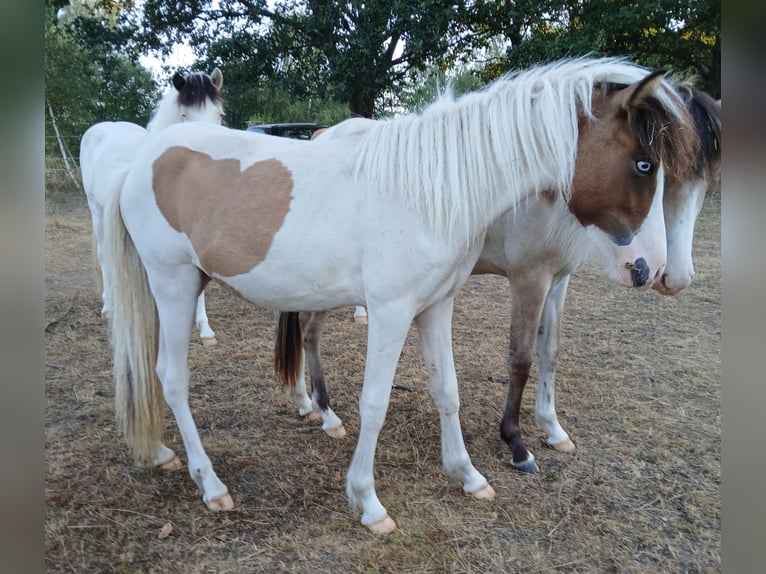 Islandais Jument 1 Année 140 cm Pinto in Saarland