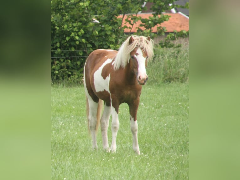 Islandais Jument 1 Année 140 cm Tobiano-toutes couleurs in Winterswijk Kotten