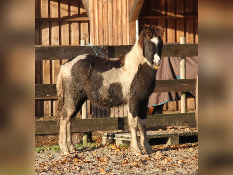 Islandais Jument 1 Année 145 cm Pinto in S&#xFC;dlohn