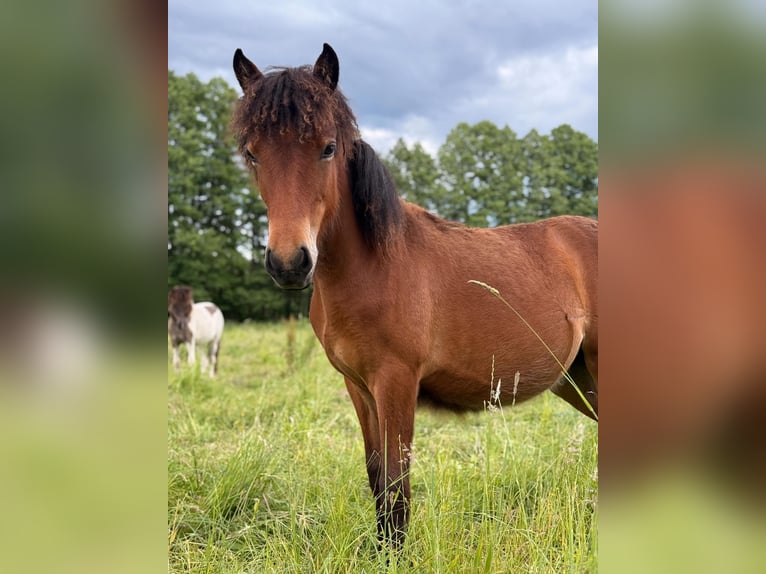 Islandais Jument 1 Année Bai in Nuthe-Urstromtal
