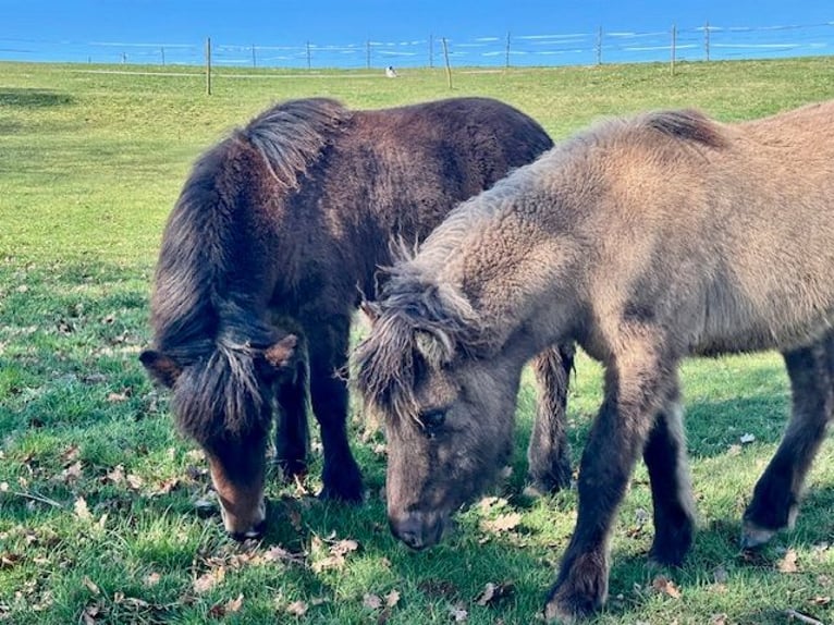 Islandais Jument 1 Année Bai in Wadern