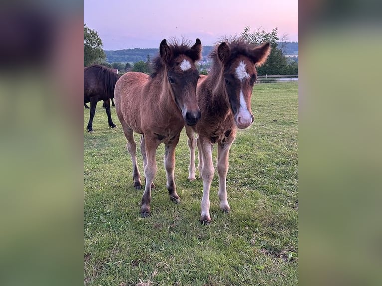 Islandais Jument 1 Année Bai in Wadern
