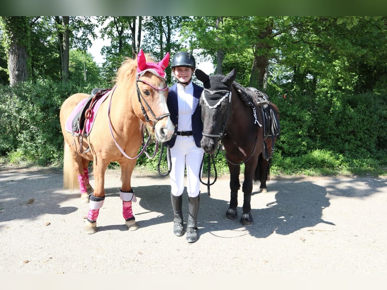 Islandais Jument 21 Ans 140 cm in Kandel