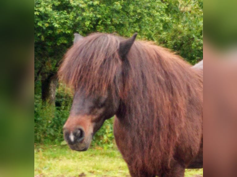 Islandais Jument 22 Ans 140 cm Bai in Quierschied