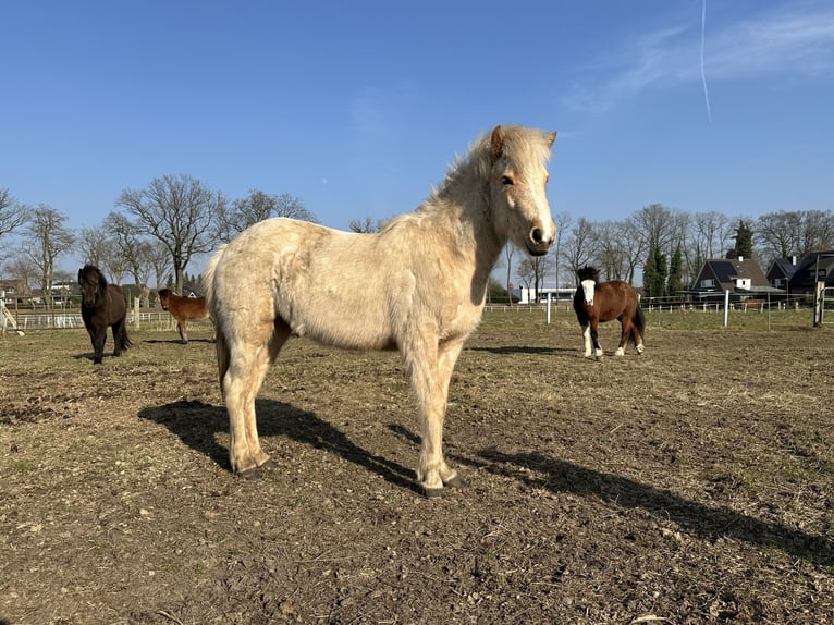 Islandais Jument 2 Ans 135 cm Cremello in Lingen