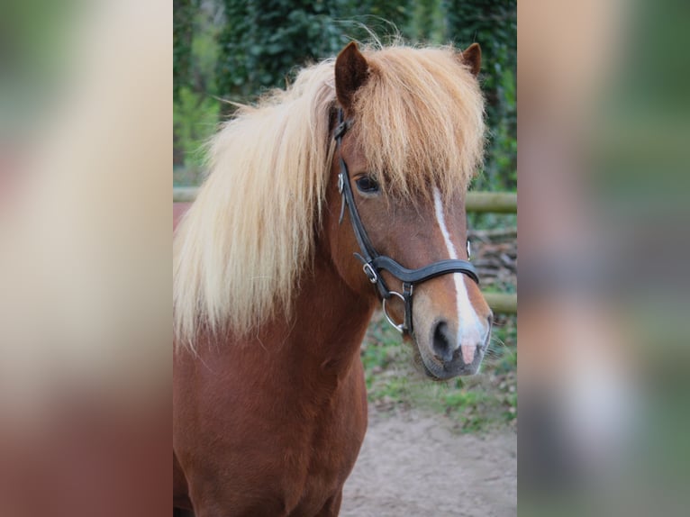 Islandais Jument 2 Ans 135 cm Cremello in Lingen