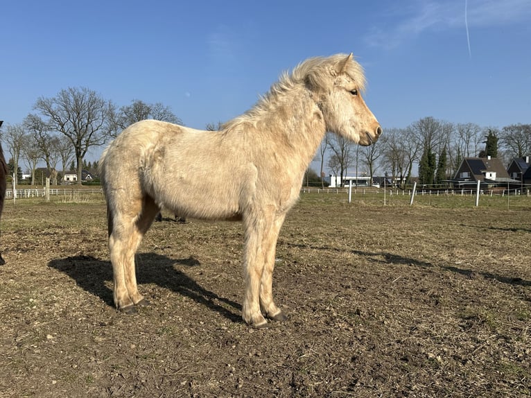 Islandais Jument 2 Ans 135 cm Cremello in Lingen