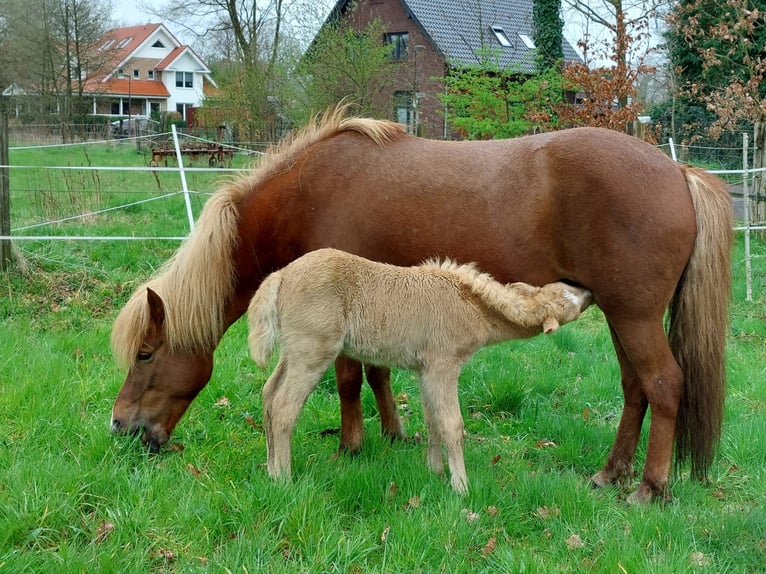Islandais Jument 2 Ans 135 cm Cremello in Lingen