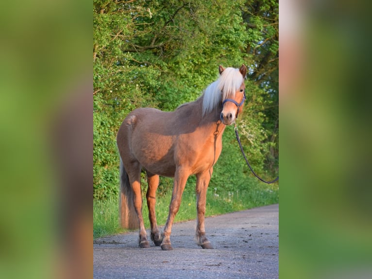 Islandais Jument 2 Ans 139 cm Alezan in Blunk