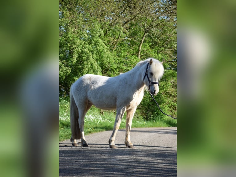 Islandais Jument 2 Ans 139 cm in Blunk