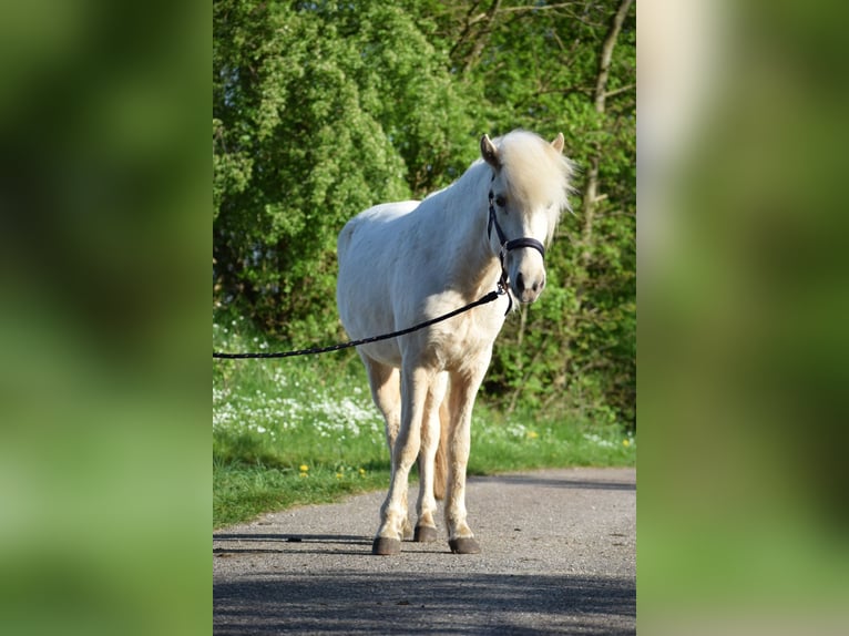 Islandais Jument 2 Ans 139 cm in Blunk