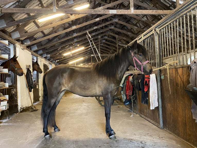 Islandais Jument 2 Ans 140 cm Bai brun in Harlev