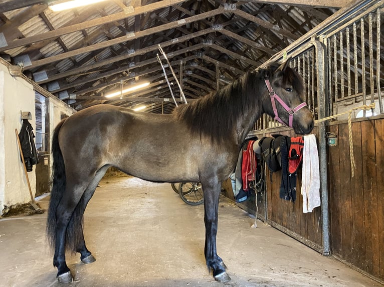 Islandais Jument 2 Ans 140 cm Bai brun in Harlev