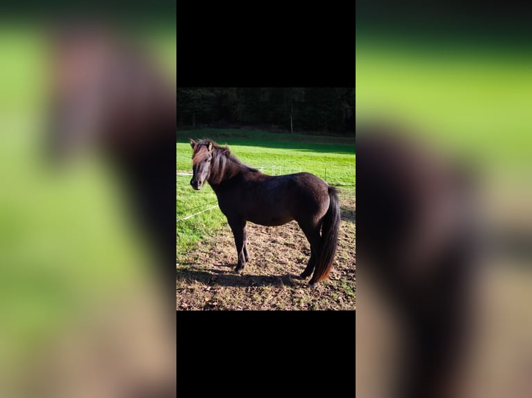 Islandais Jument 2 Ans 140 cm Noir in Weilmünster