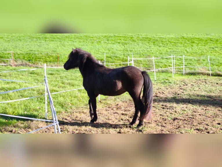 Islandais Jument 2 Ans 140 cm Noir in Weilmünster